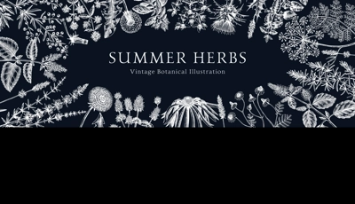 Vector herbs and meadows background. Aromatic plants vintage banner. Medicinal herb sketches on chalkboard. Botanical design for cosmetics, perfumery,, herbal tea and herbal medicine. Floral backdrop